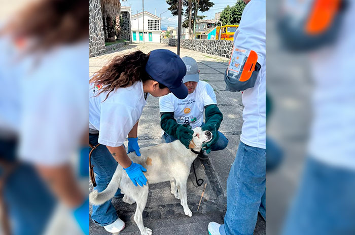 perrito rescatado