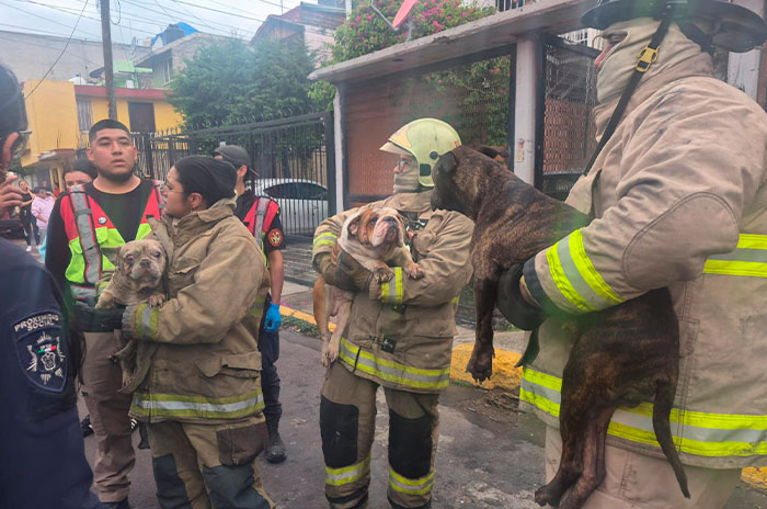 perros