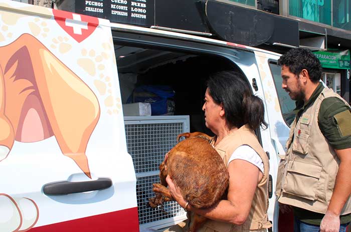 animales