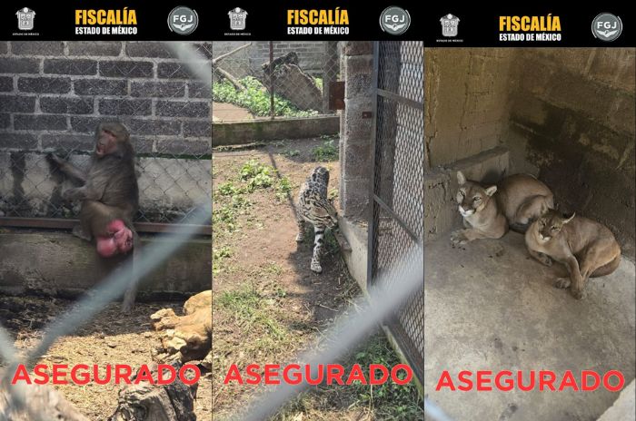 animales 3