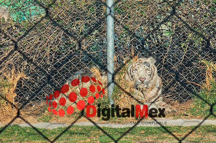 leones ocoyoacac3