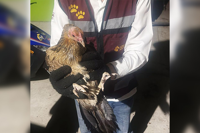 gallo