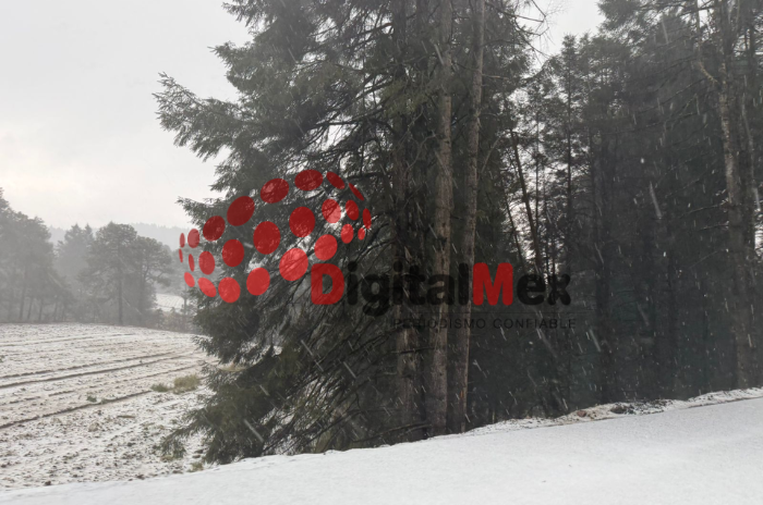 nieve 1