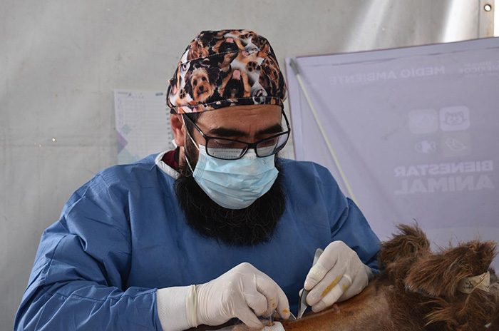 veterinario