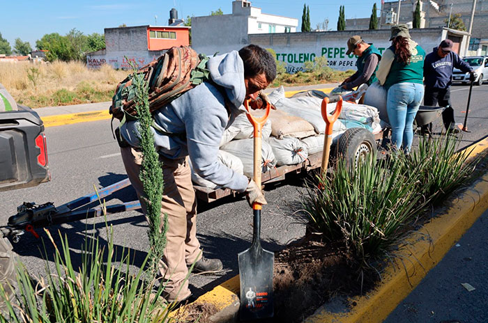 reforestacion