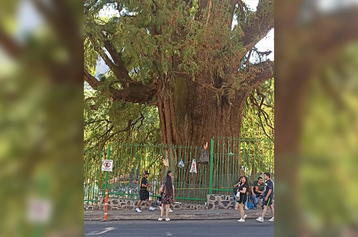 arbol