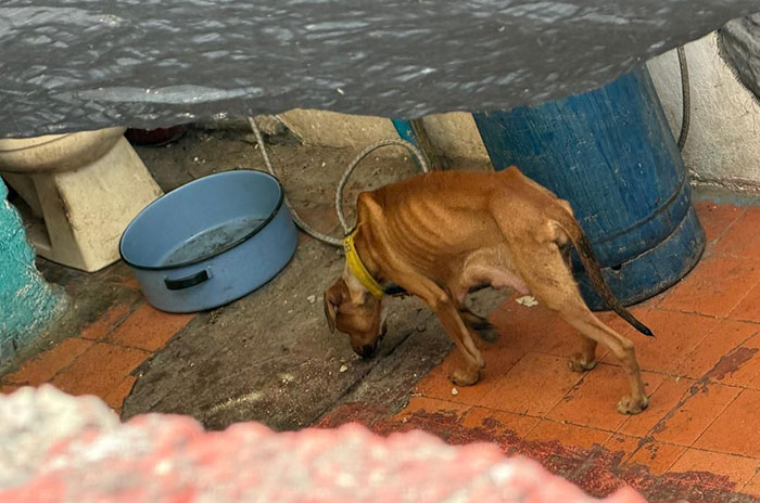 perro