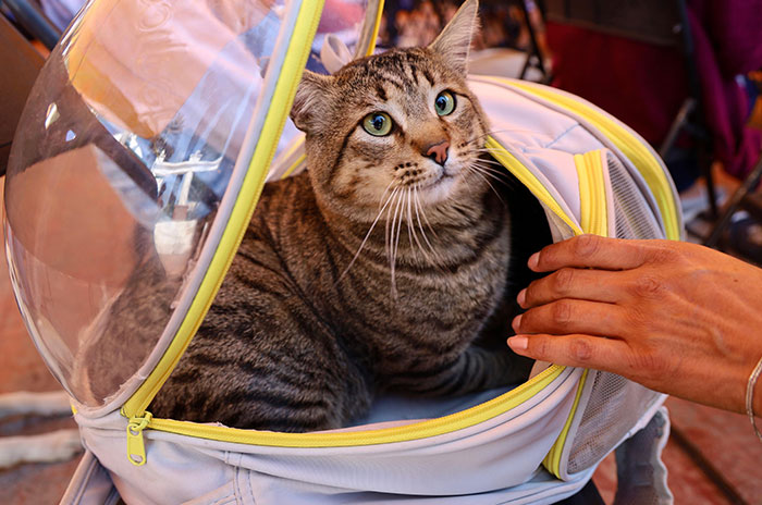 gato