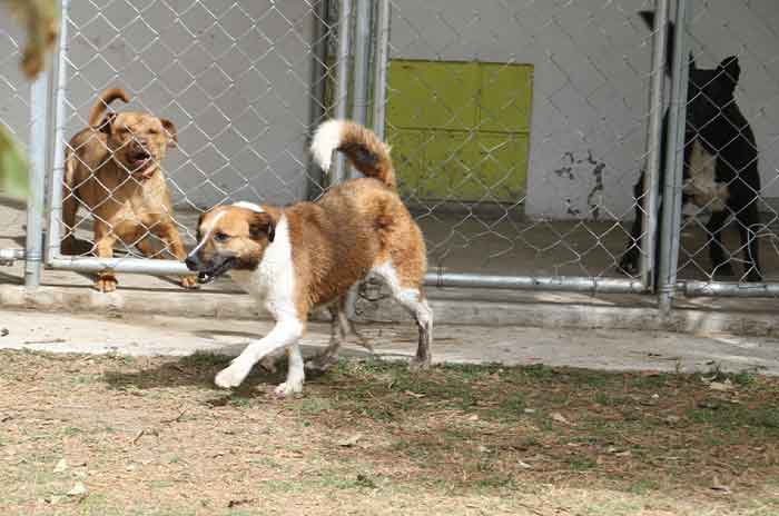 Ponen-guapos-a-20-perritos-que-esperan-ser-adoptados-en-Toluca-2.jpg