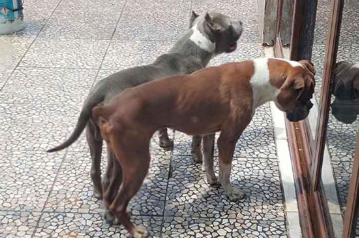 Rescatan_a_perritos_desnutridos_y_lastimados_en_Edoméx_2.jpg