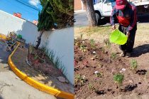 Impulsan 20 espacios verdes para atraer abejas y fortalecer la producción de alimentos