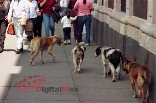 Solo este año el centro de bienestar animal de Toluca ha atendido al menos 20 casos críticos de envenenamiento