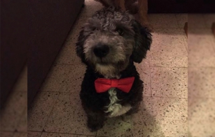 Extraviado perrito "hendrix" o "chiquis"