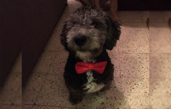Extraviado perrito "hendrix" o "chiquis"