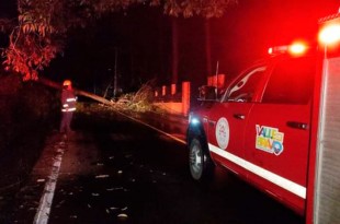 Árboles caídos en la Avenida Juárez esquina con Emiliano Zapata