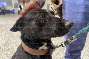 Autoridades del Estado de México han rescatado más de mil 300 animales víctimas de maltrato mediante operativos de protección.