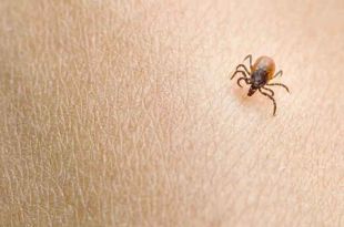 La rickettsiosis es una infección bacteriana transmitida a través de la picadura de garrapatas.