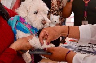 El Registro Único de Animales de Compañía buscará fomentar la tenencia responsable y facilitar la localización de mascotas extraviadas.