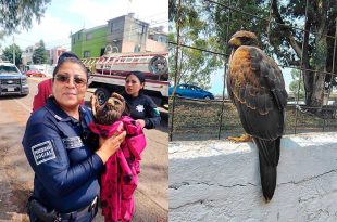Video: Rescatan a un águila lesionada en Ecatepec