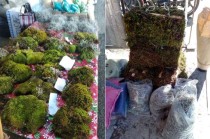 Edna Fabiola Valdés Hernández, investigadora del Departamento de Fitotecnia en Chapingo (UACh), destacó que el heno es una especie protegida, ya que su ilegal extracción impacta negativamente al medio ambiente.