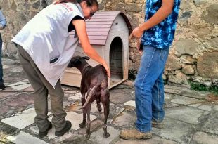 Video: Animales ya no podrán usarse como premios ni en protestas en Edoméx