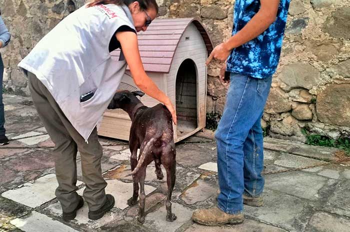 Video: Animales ya no podrán usarse como premios ni en protestas en Edoméx