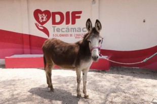 "Rutilia" de 26 años de edad, llega a un entorno seguro y acogedor en donde personal de la Unidad de Control y Bienestar Animal le proporciona los cuidados necesarios.