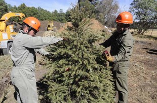 Anualmente reciben entre dos mil y tres mil árboles navideños que son convertidos en composta orgánica, cada uno da vida a 10 nuevas plantas.