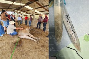 Autoridades mexiquenses confirmaron 15 casos en animales y un contagio humano relacionado con esta miasis provocada por una mosca.
