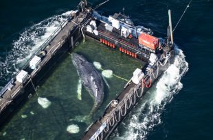 La ballena jorobada “Timmy” o “Hope” fue encontrada muerta en Dinamarca días después de haber sido liberada.