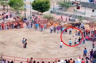 Los felinos, visiblemente alterados, sufrieron explosiones a su alrededor.