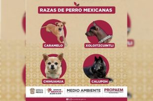 Imagen difundida por la PROPAEM que incluye al “perro caramelo” junto a razas mexicanas reconocidas.