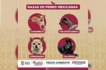 Imagen difundida por la PROPAEM que incluye al “perro caramelo” junto a razas mexicanas reconocidas.