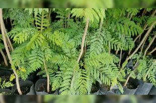 Las primeras jacarandas, de hasta 20 metros de altura, serán colocadas en el Parque Industrial Toluca con apoyo de empresarios y supervisión ambiental.