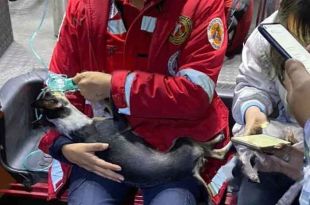 Autoridades reportaron la muerte de un cotorro y dos perritos.