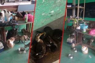 Fueron rescatados 52 felinos y cuatro patos