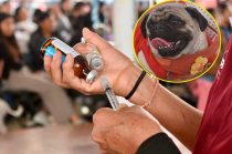 La jornada brindará atención médica sin costo para perros y gatos este 18 de junio