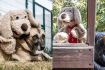 Para solicitar estas pláticas, se debe hacer con anticipación vía telefónica o inbox en el Facebook del "Centro de Control y Bienestar Animal de Toluca"