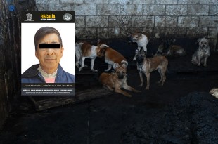 Marco "N", de 66 años, fue detenido por su probable vinculación al maltrato animal.