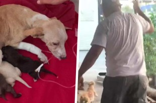 La Asociación ''Huellitas de Corazón LZC'' logró localizar y auxiliar a la perrita.