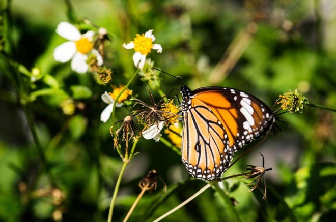 En las faldas del cerro del Ehécatl del municipio de Ecatepec, ambientalistas han construido jardines polinizadores que ofrecen descanso y alimento a las mariposas monarca que en esta temporada llegan a hibernar