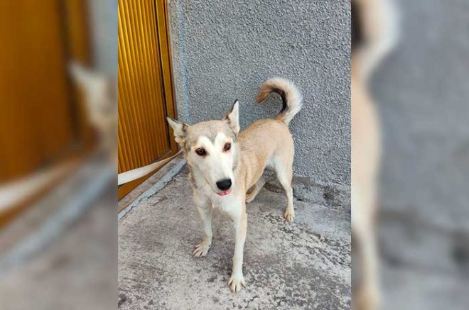 Buscan un hogar temporal para apoyar su recuperación y cuidados médicos
