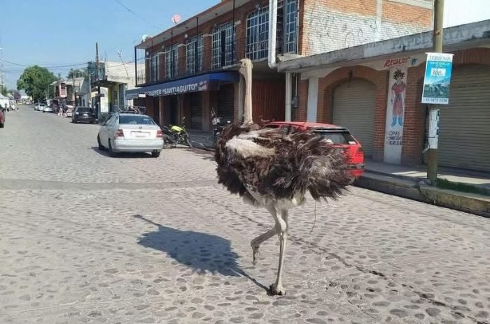 Avestruz recorre calles de Santiago Cuautlalpan, en Tepotzotlán.