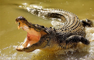 Amenaza de fuga de cocodrilos en Texas por "Harvey"