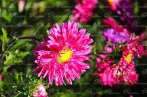 Rosas, tulipanes, orquídeas y crisantemos registran variaciones en sus precios rumbo al Día de las Madres debido a las afectaciones climáticas en el Estado de México.