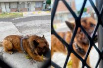 Justicia para "Kuko", perrito guía asesinado en Nicolás Romero