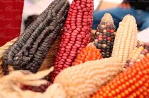 Almacena 7 mil 200 accesiones de 25 familias botánicas, 55 géneros y 117 especies, entre ellas maíz nativo, frijol y amaranto.