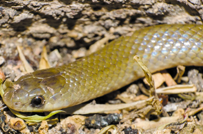 Yakacoatl tlalli, serpiente subterránea recientemente descubierta en México, destaca por su adaptación única para excavar bajo tierra.
