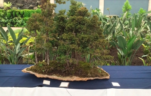 Celebra Jardín Botánico "Cosmovitral" 38 aniversario con "Pasión por el Bonsai"