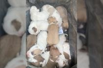 Los animalitos permanecían en el patio una vivienda en la colonia Aztecas en un inmueble que fue sellado por la Fiscalía.